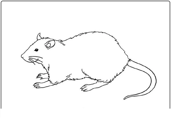 Smiling rat coloring book